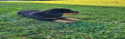 Rottweiler dogs for sale: Jack  - Ad 3