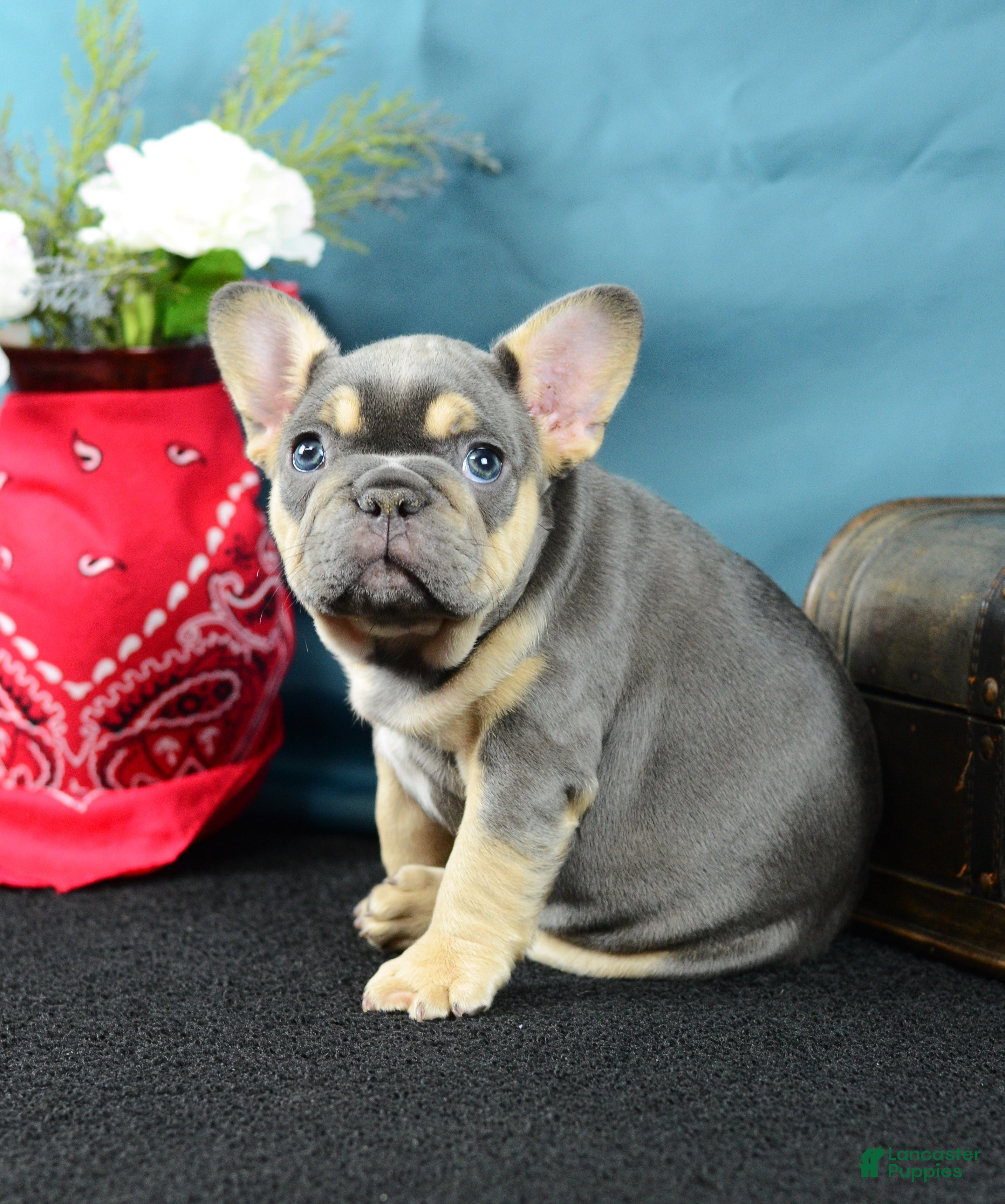 French Bulldog dogs 917 Olivia - Ad 2