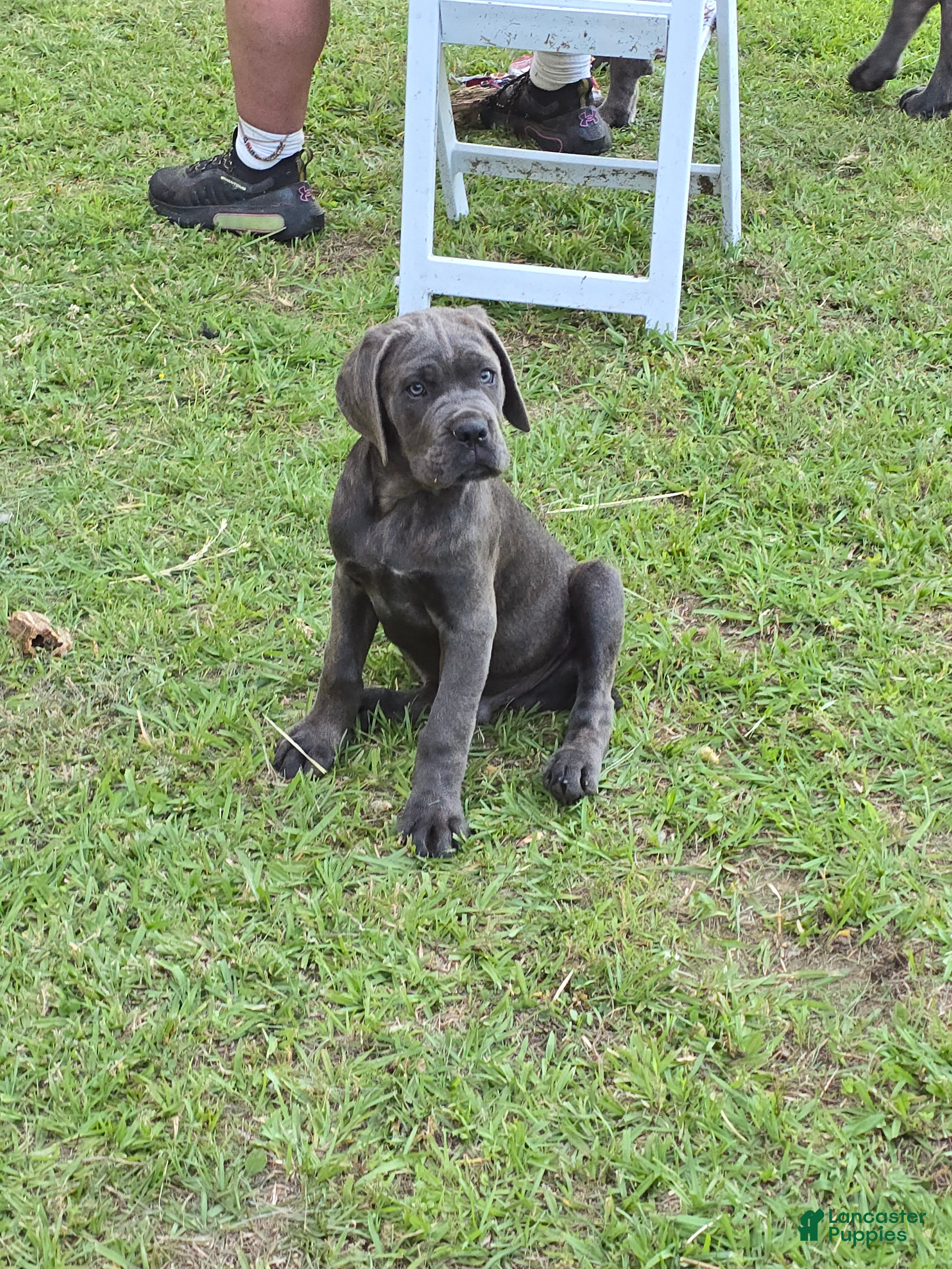Cane Corso dogs Cane Corso Puppy 4 - Ad 1