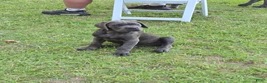 Cane Corso Puppy 4