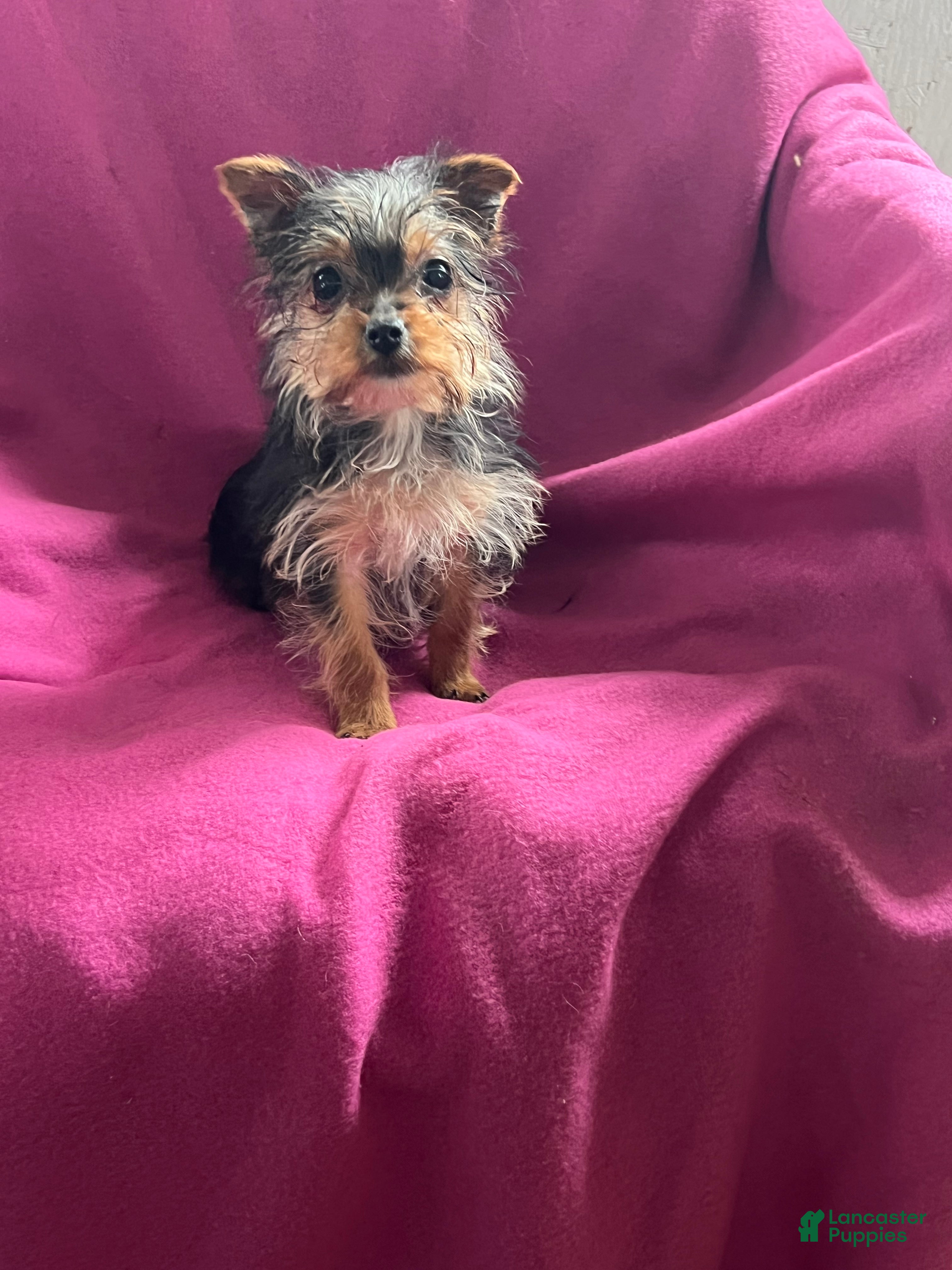 Yorkshire Terrier dogs Sussie Q - Ad 1