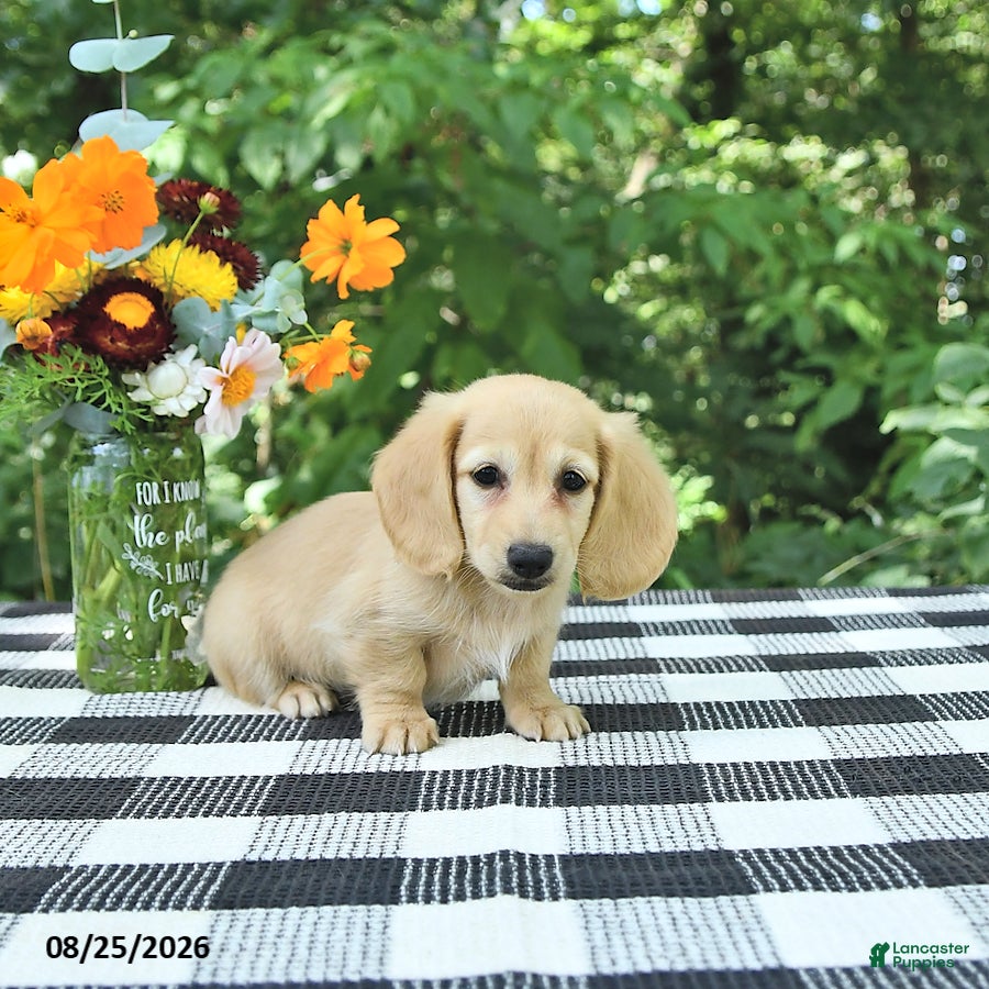 Miniature Dachshund dogs Henry - Ad 2