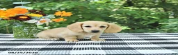 Miniature Dachshund dogs for sale: Henry - Ad 2
