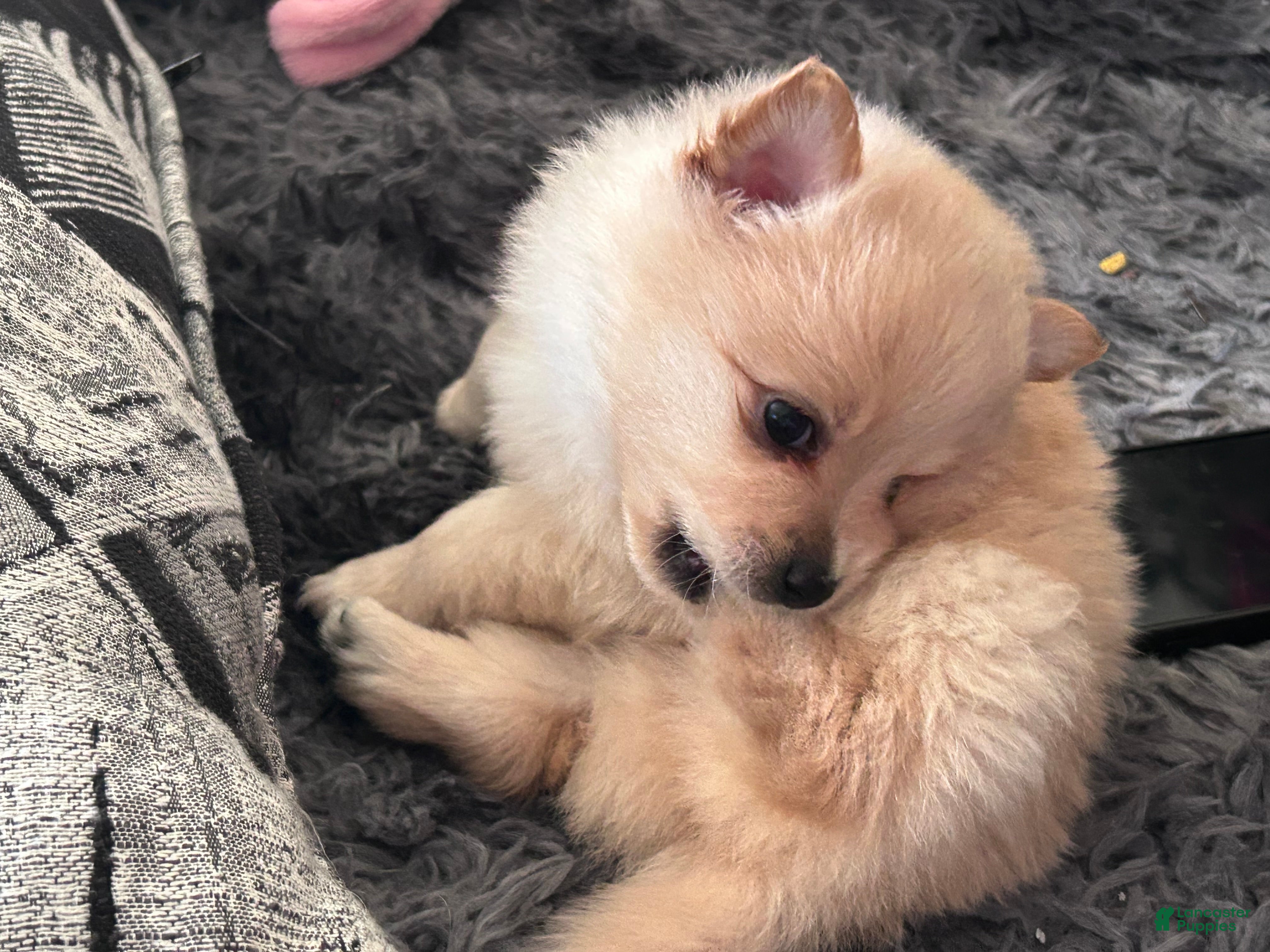 Pomeranian dogs Pomeranian 2 - Ad 40
