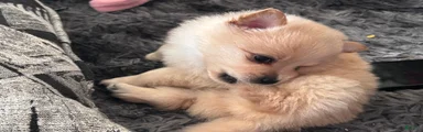 Pomeranian 2