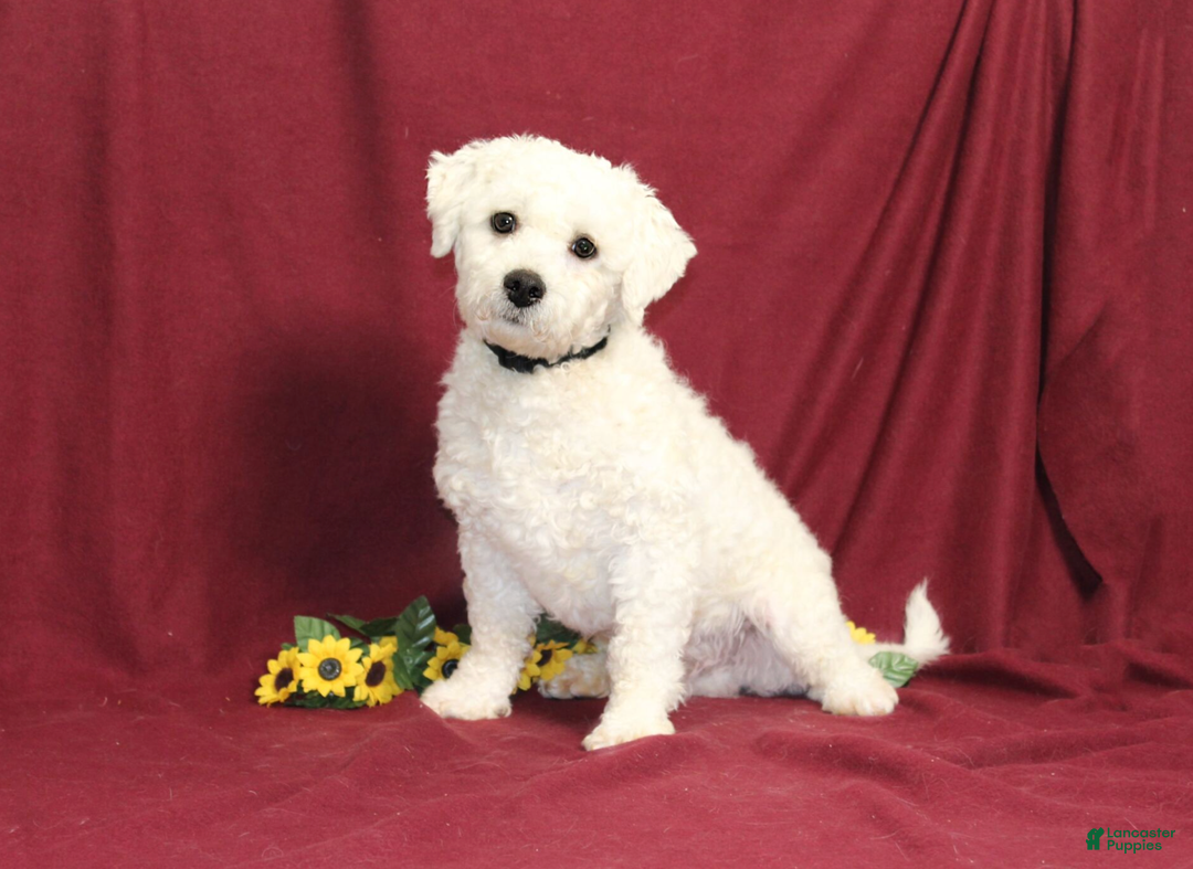 Bichon Frise dogs for sale: Uncle - Ad 6