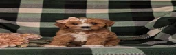 Cavapoo dogs for sale: Tracy - Ad 4
