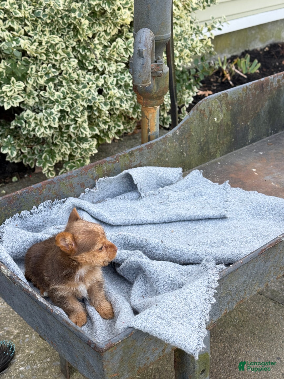 Yorkshire Terrier dogs for sale: Mittens - Ad 3