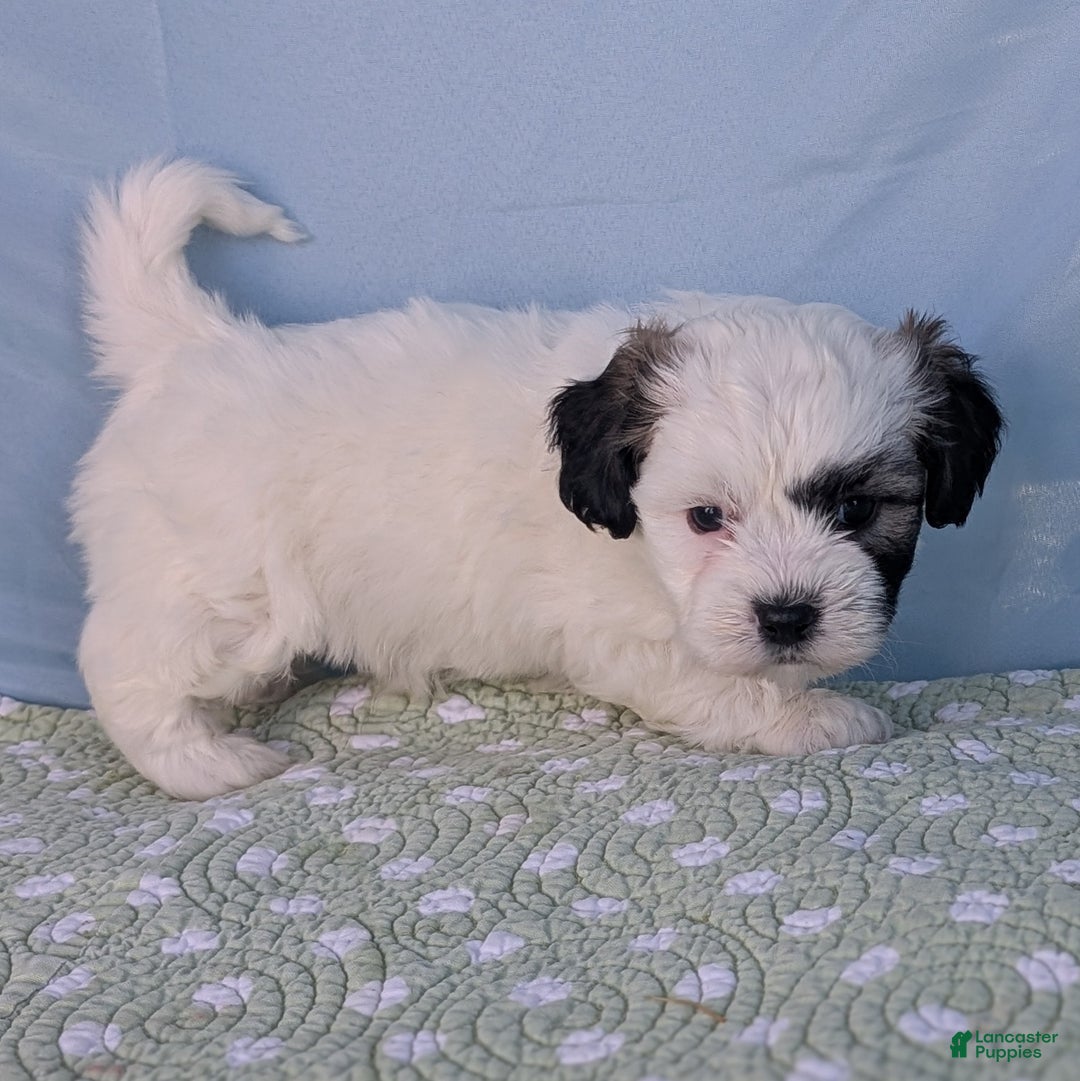 Teddy Bear dogs for sale: Snowflake - Ad 3