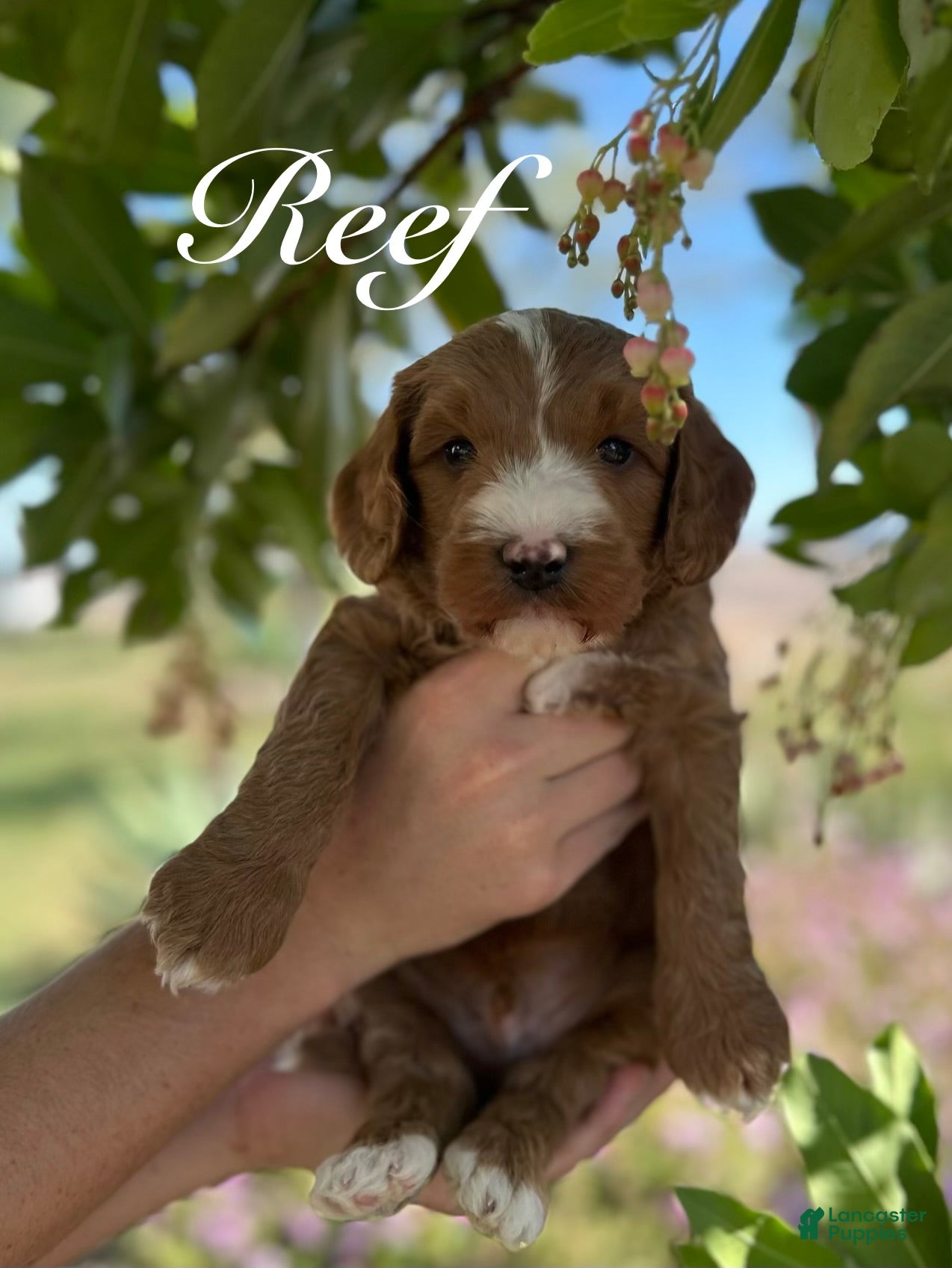 Australian Labradoodle dogs Reef - Ad 1
