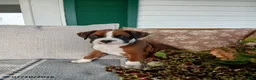 Boxer dogs for sale: Eclipse - Ad 5