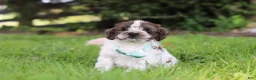 Cockapoo dogs for sale: Ace - Ad 4