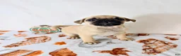 Pug dogs for sale: Frank - Ad 2