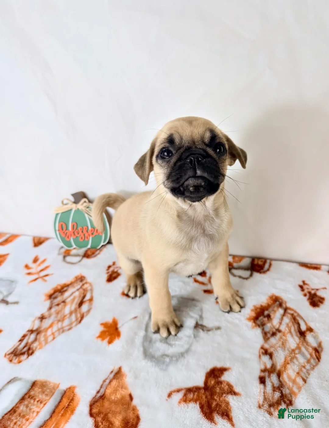 Pug dogs for sale: Frank - Ad 2