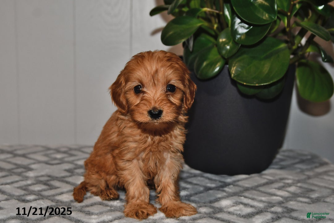 Cavapoo dogs for sale: Leo - Ad 1