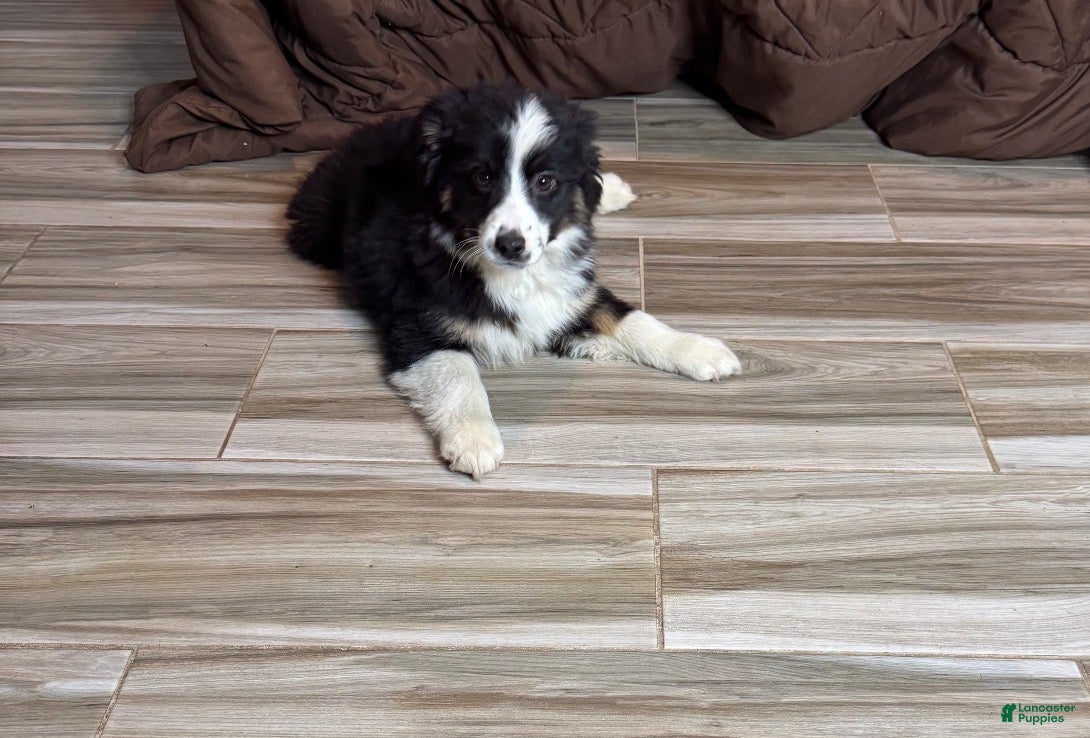 Anatolian Shepherd dogs Anatolian Shepherd Puppy 7 - Ad 1