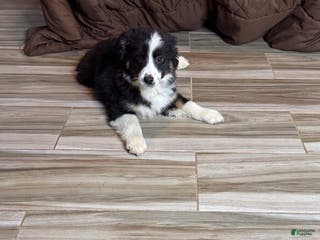 Anatolian Shepherd dogs Australian Shepherd Puppy 7 - Ad 30