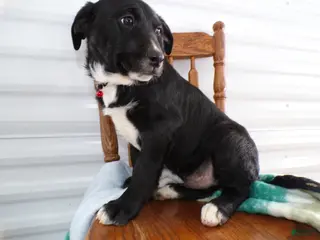 Border Terrier dogs Border Terrier Puppy 2 Rochester - Ad 5