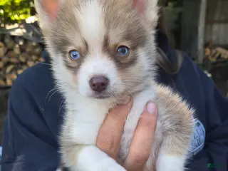 Pomsky dogs Pomsky, Delivery available - Ad 13