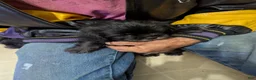 Shih Tzu dogs for sale: Shih Tzu 2 - Ad 2