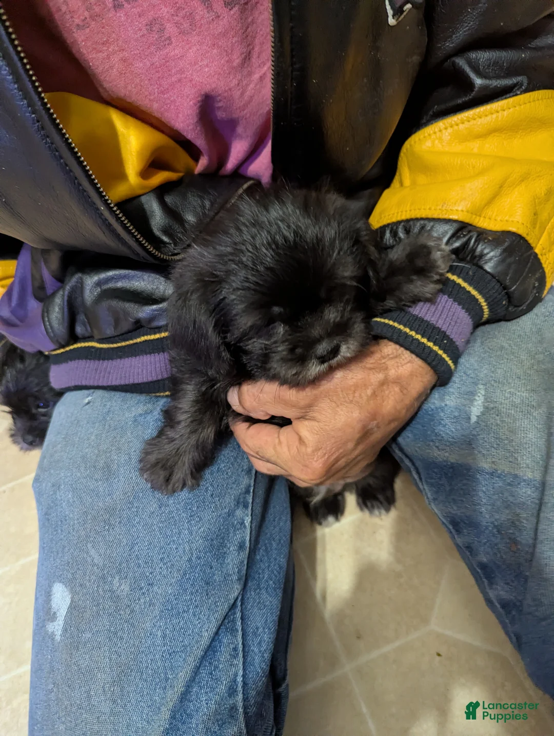 Shih Tzu dogs for sale: Shih Tzu 2 - Ad 2