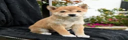 Shiba Inu dogs for sale: Hana - Ad 3