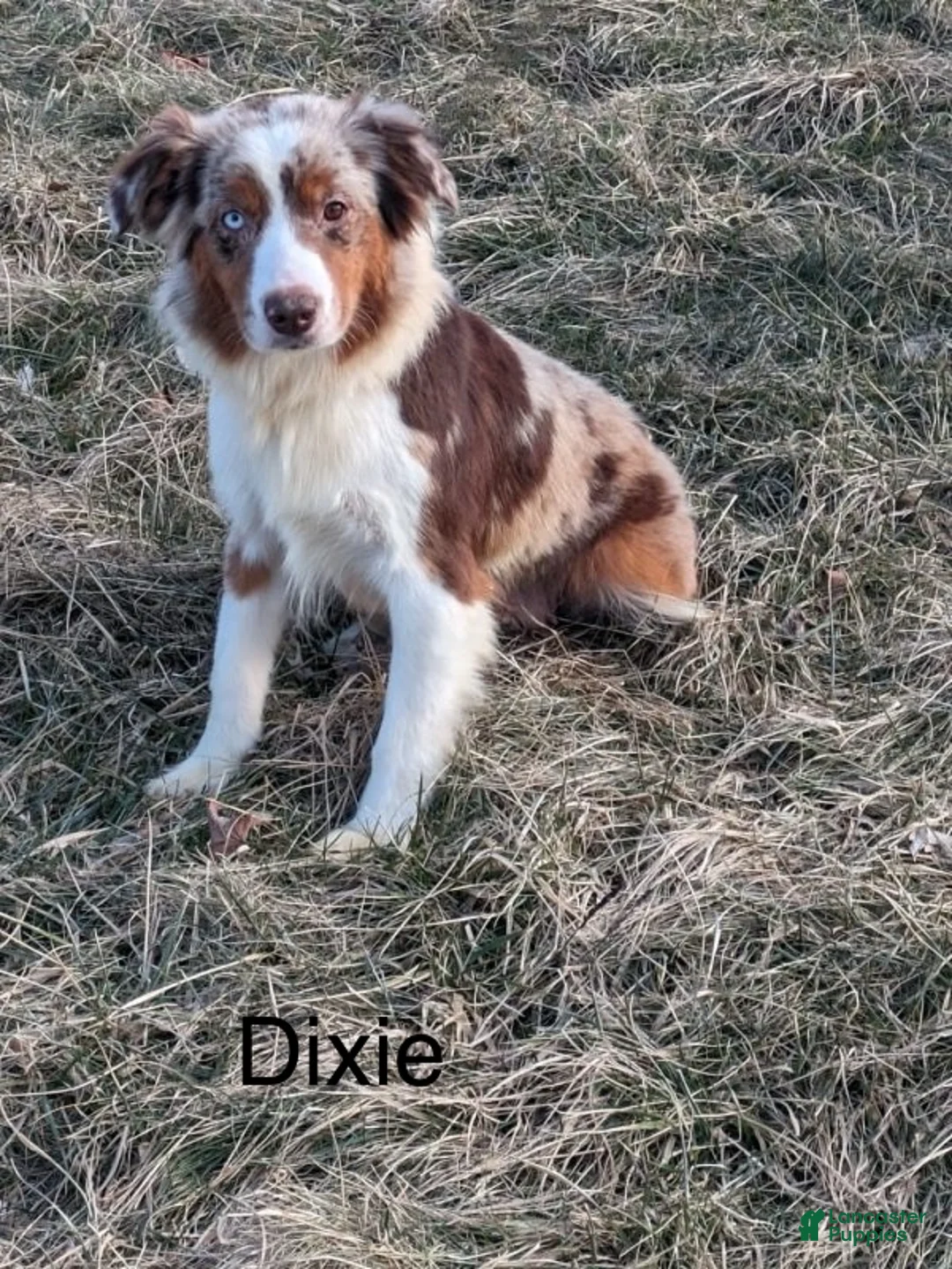 Miniature Australian Shepherd dogs for sale: Olympia - Ad 12