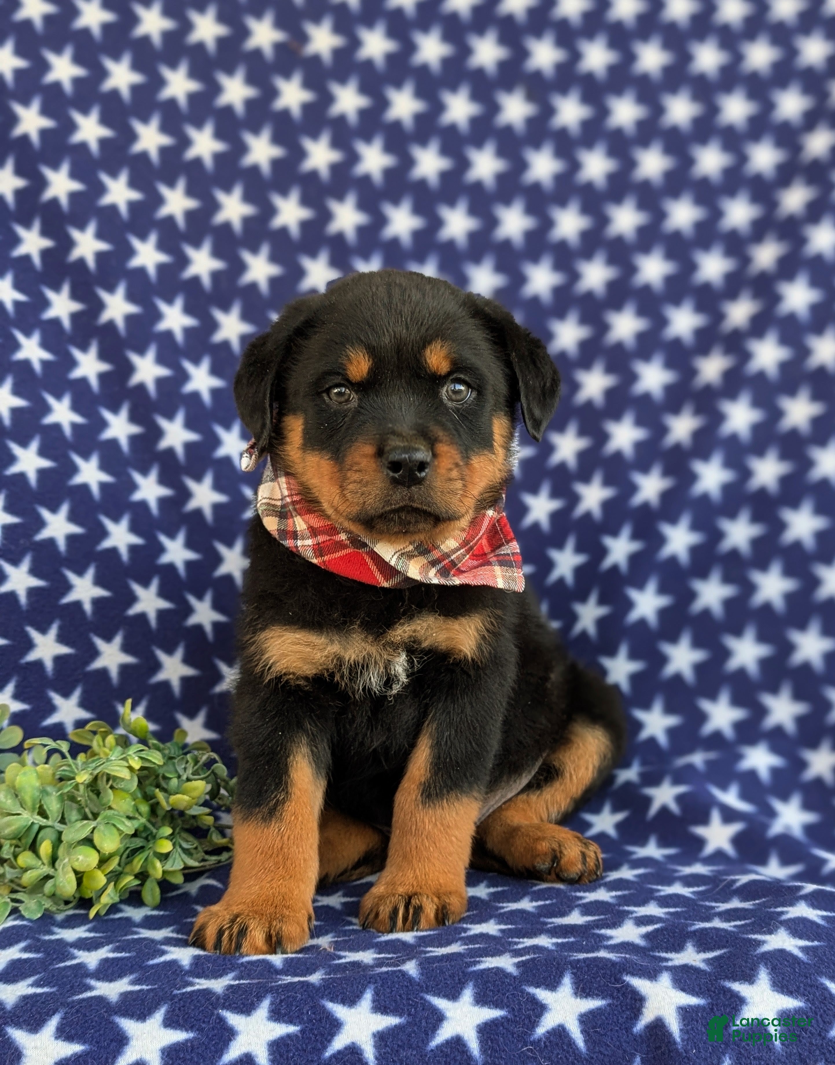 Rottweiler dogs Bryson - Ad 2