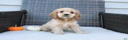 Cocker Spaniel dogs for sale: Timber - Ad 5