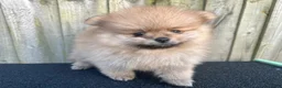 Pomeranian dogs for sale: Kayla - Ad 27