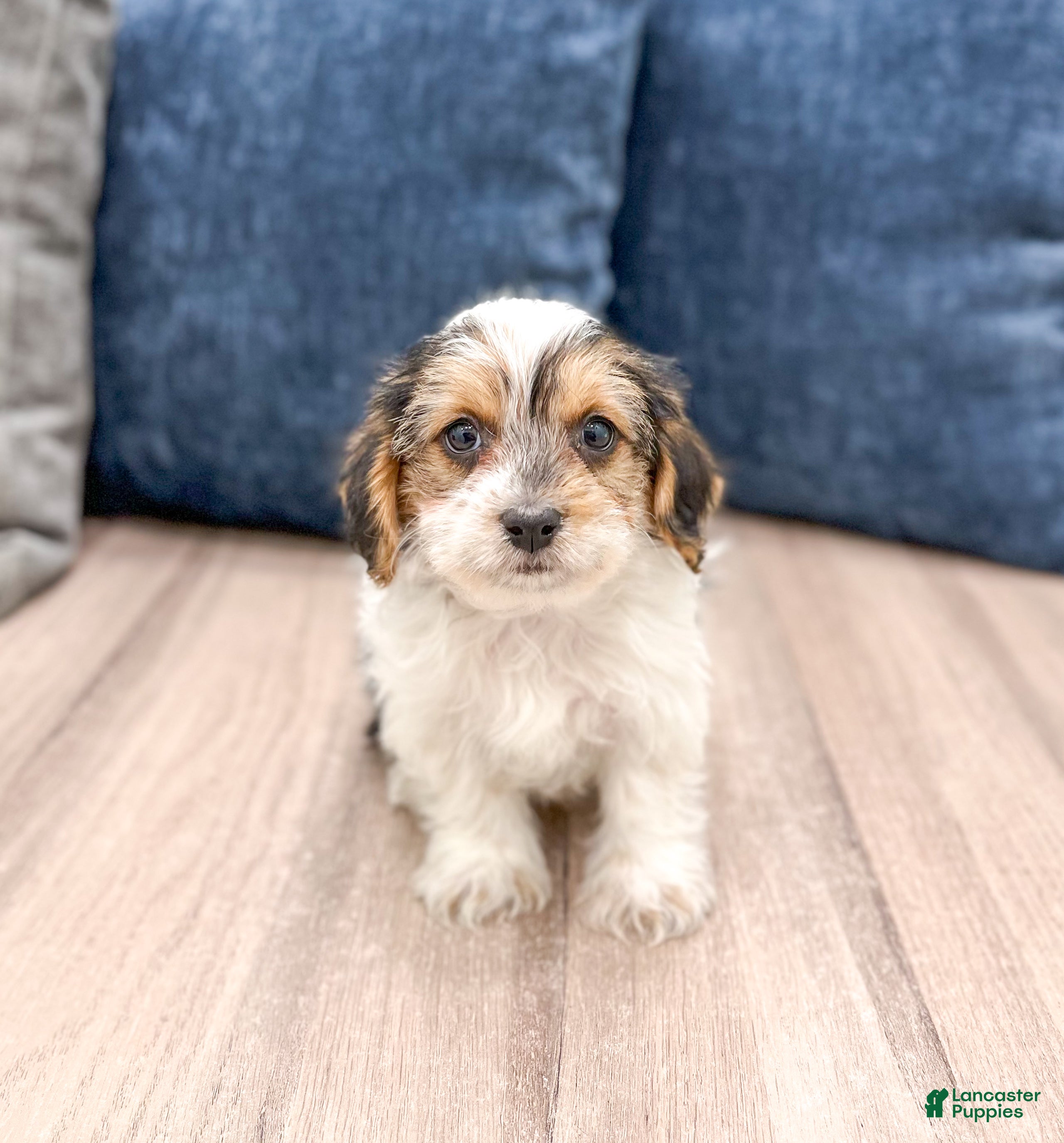 Yorkiepoo dogs Cash - Ad 24