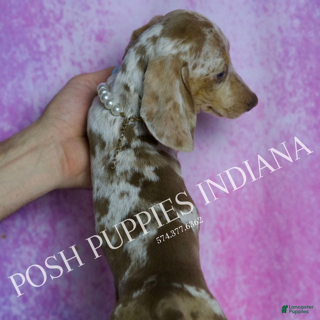 Miniature Dachshund dogs for sale: Arnold - Ad 7