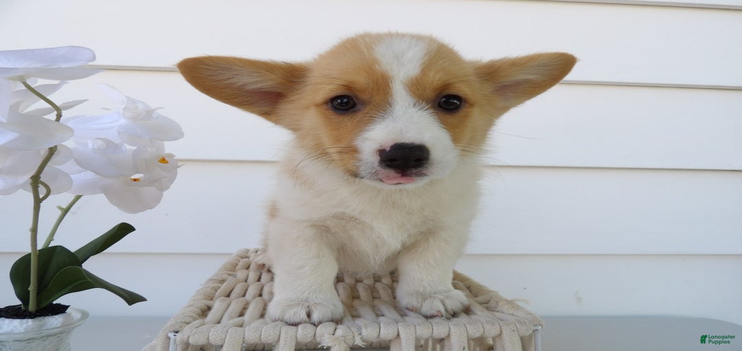 Gallery Image {{count}}