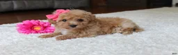 Bichpoo dogs for sale: Sasha - Ad 3