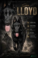 LLOYD