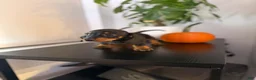Miniature Dachshund dogs for sale: Reign - Ad 5
