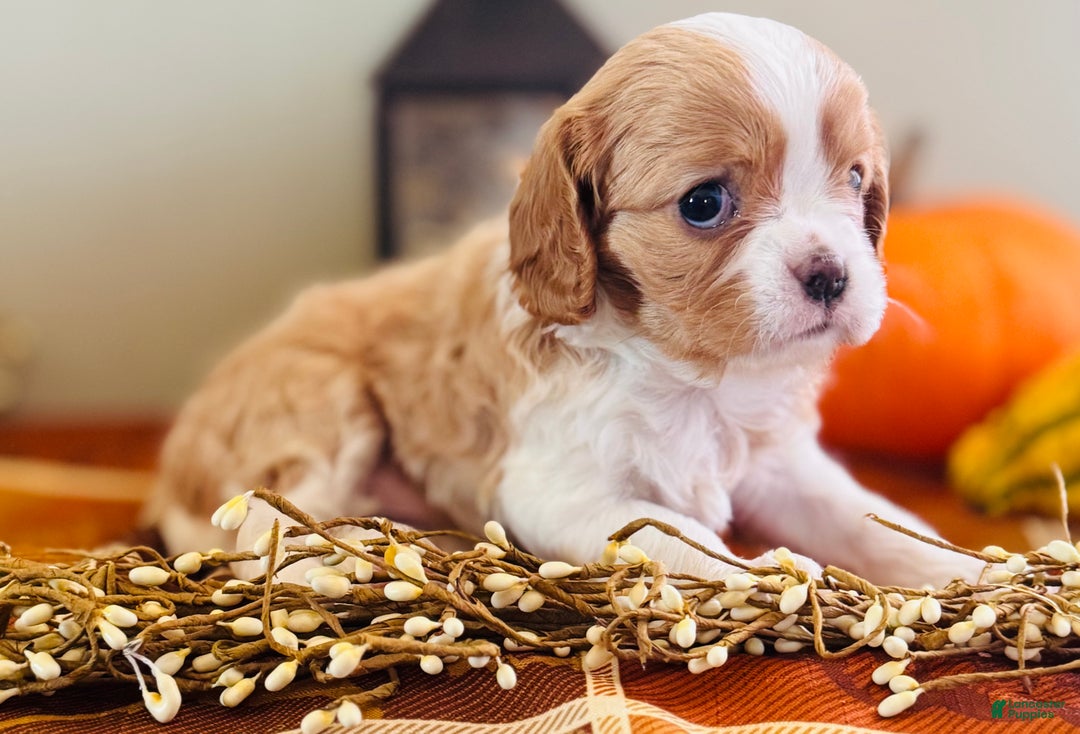 Cavalier King Charles Spaniel dogs for sale: Smokey  - Ad 2