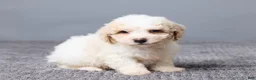 Bichpoo dogs for sale: Kaiden - Ad 3