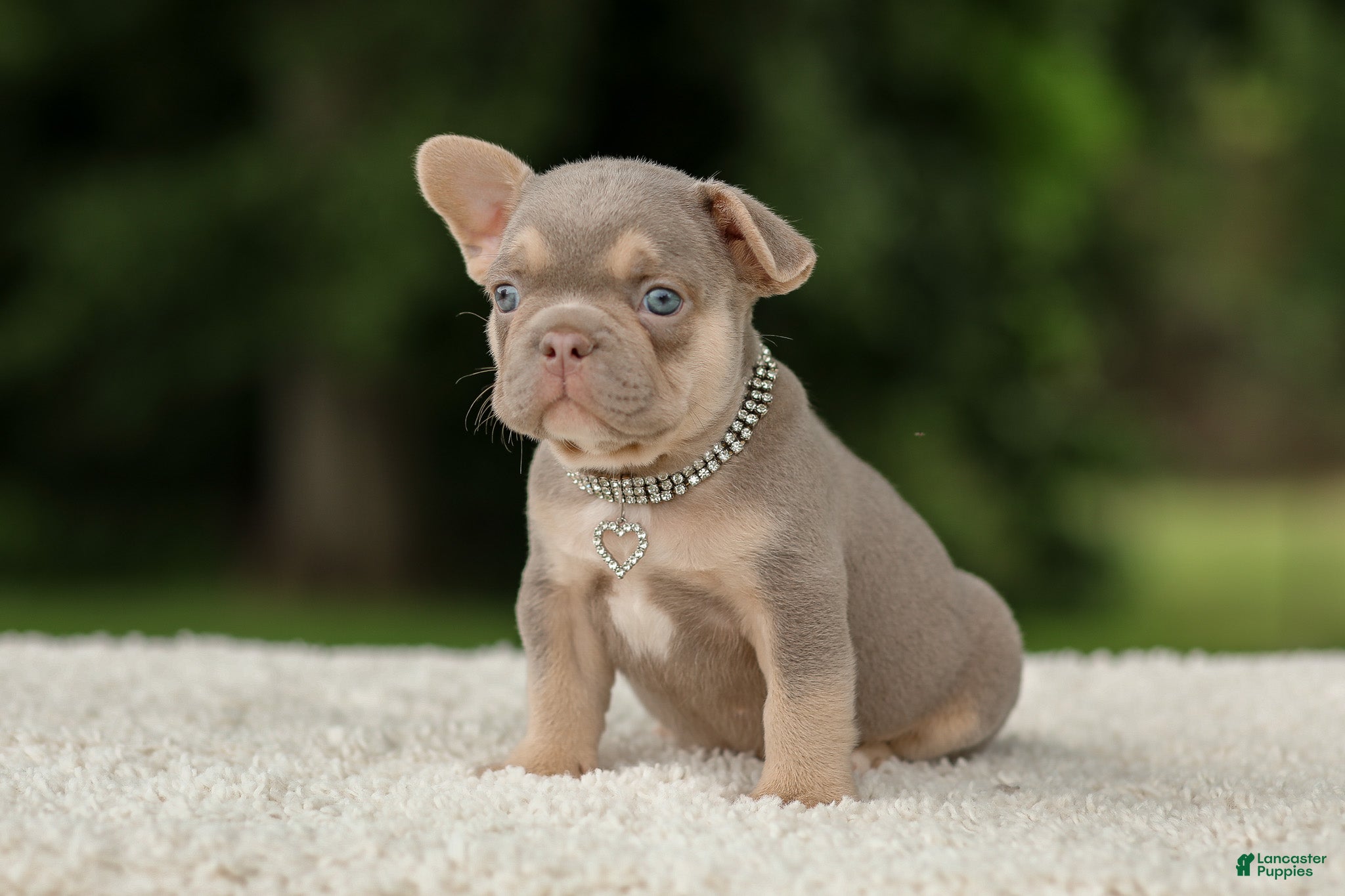French Bulldog dogs Denver - Ad 2