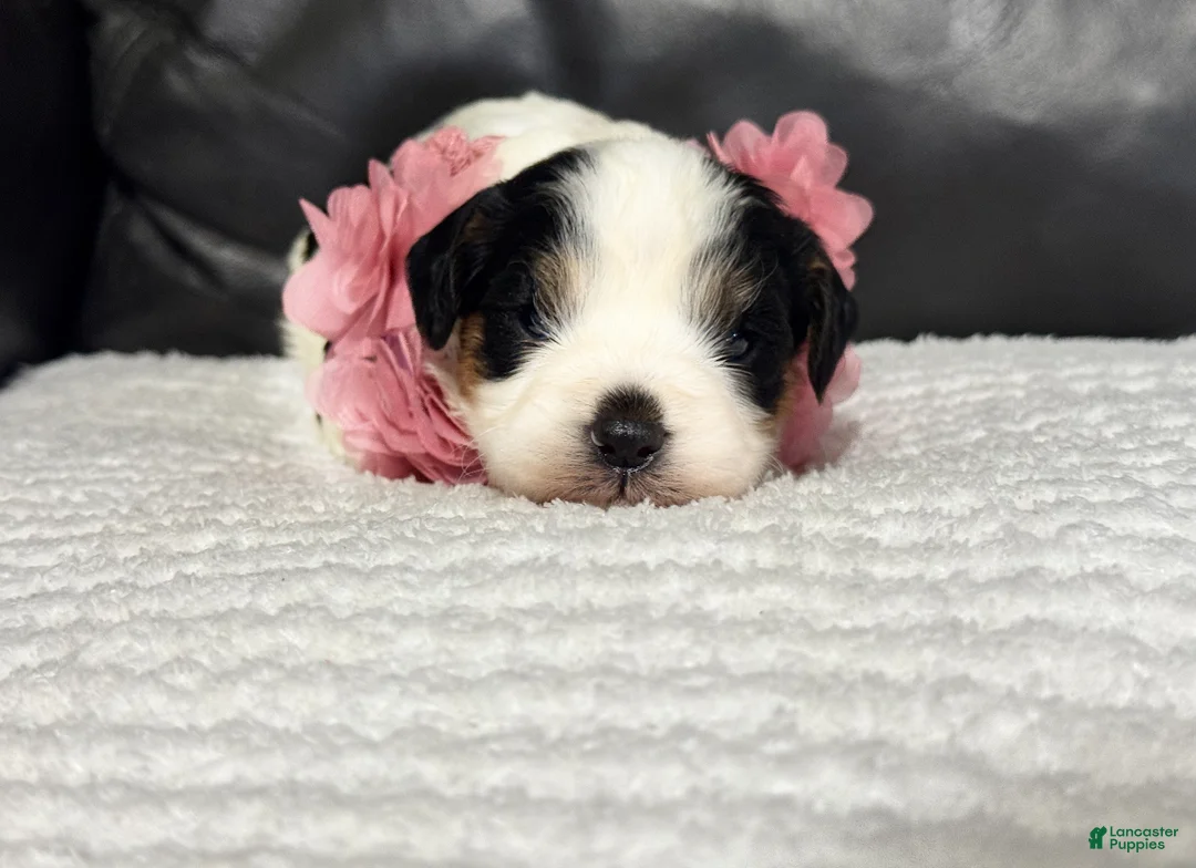 Cavapoo dogs for sale: Emma - Ad 2