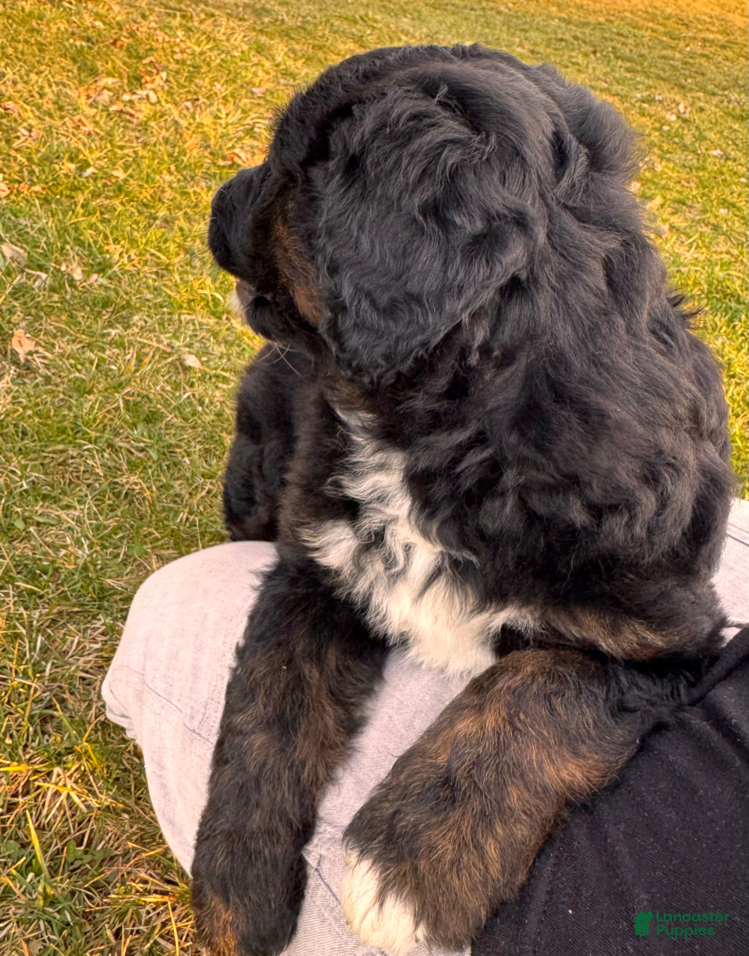 Aussiedoodle dogs Fannie - Ad 2