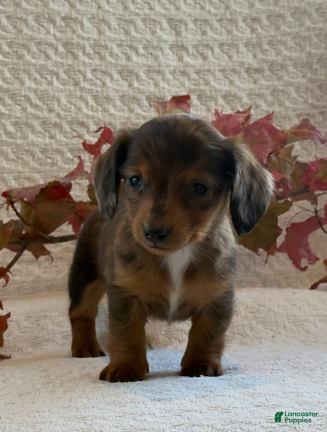 Miniature Dachshund dogs for sale: Mini - Ad 8