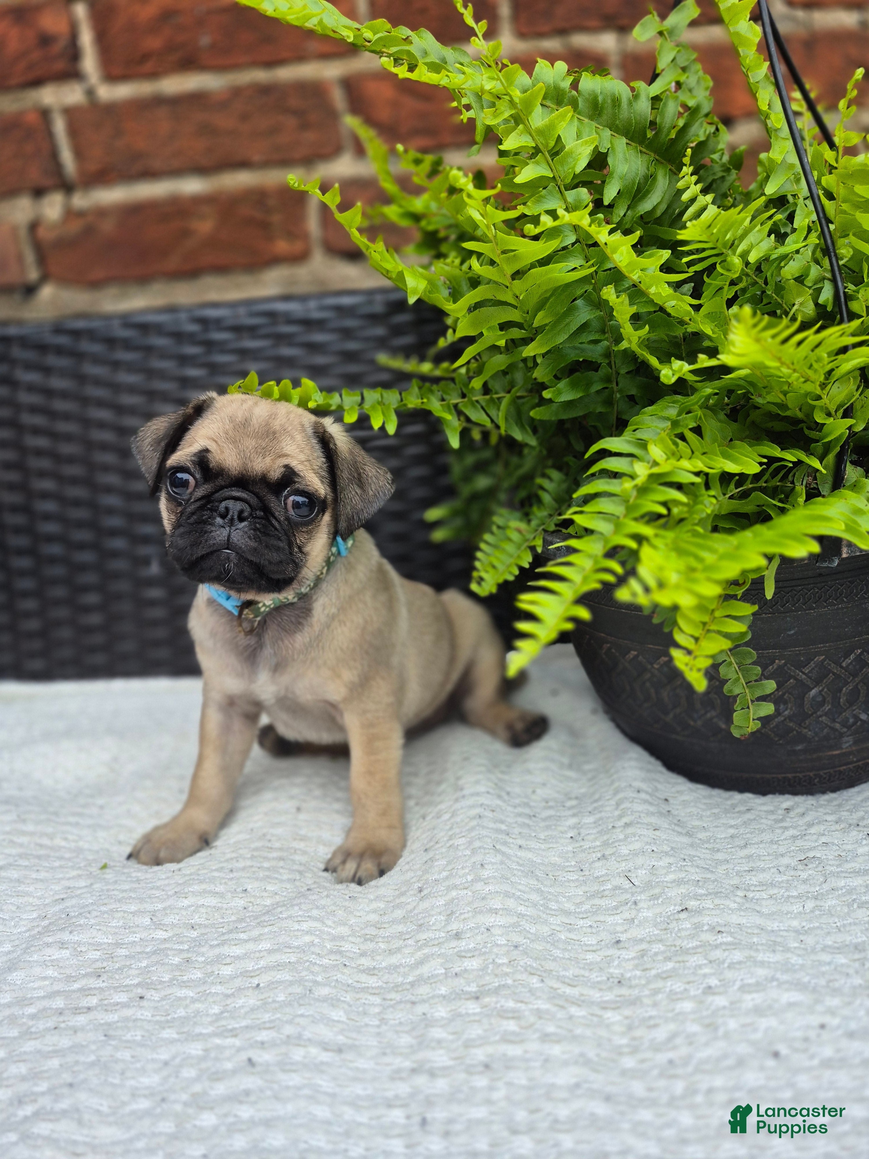 Pug dogs Kove - Ad 2