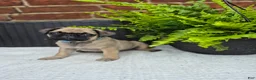 Pug dogs for sale: Kove - Ad 2