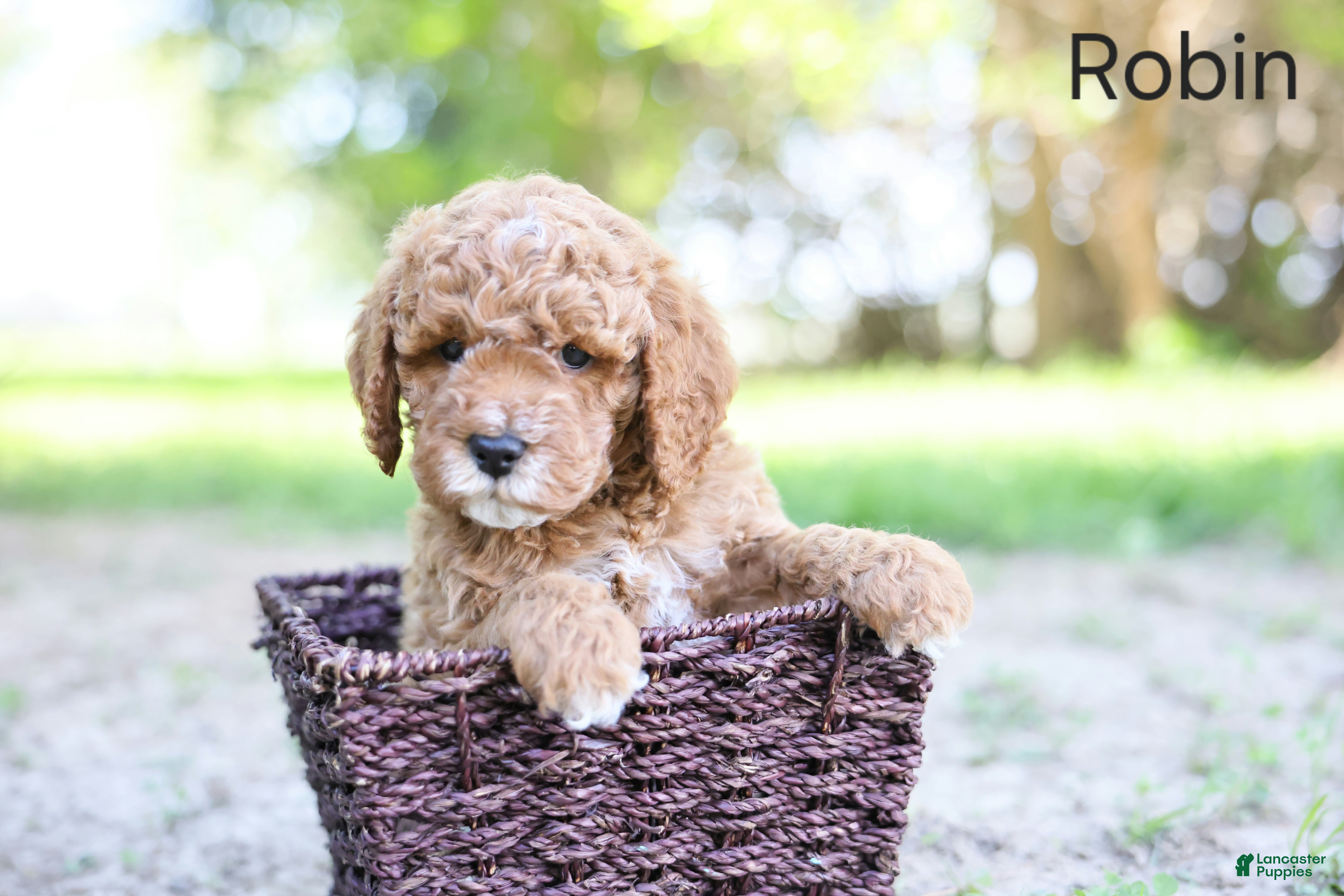Goldendoodle dogs Robin - Ad 1