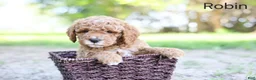 Goldendoodle dogs for sale: Robin - Ad 1