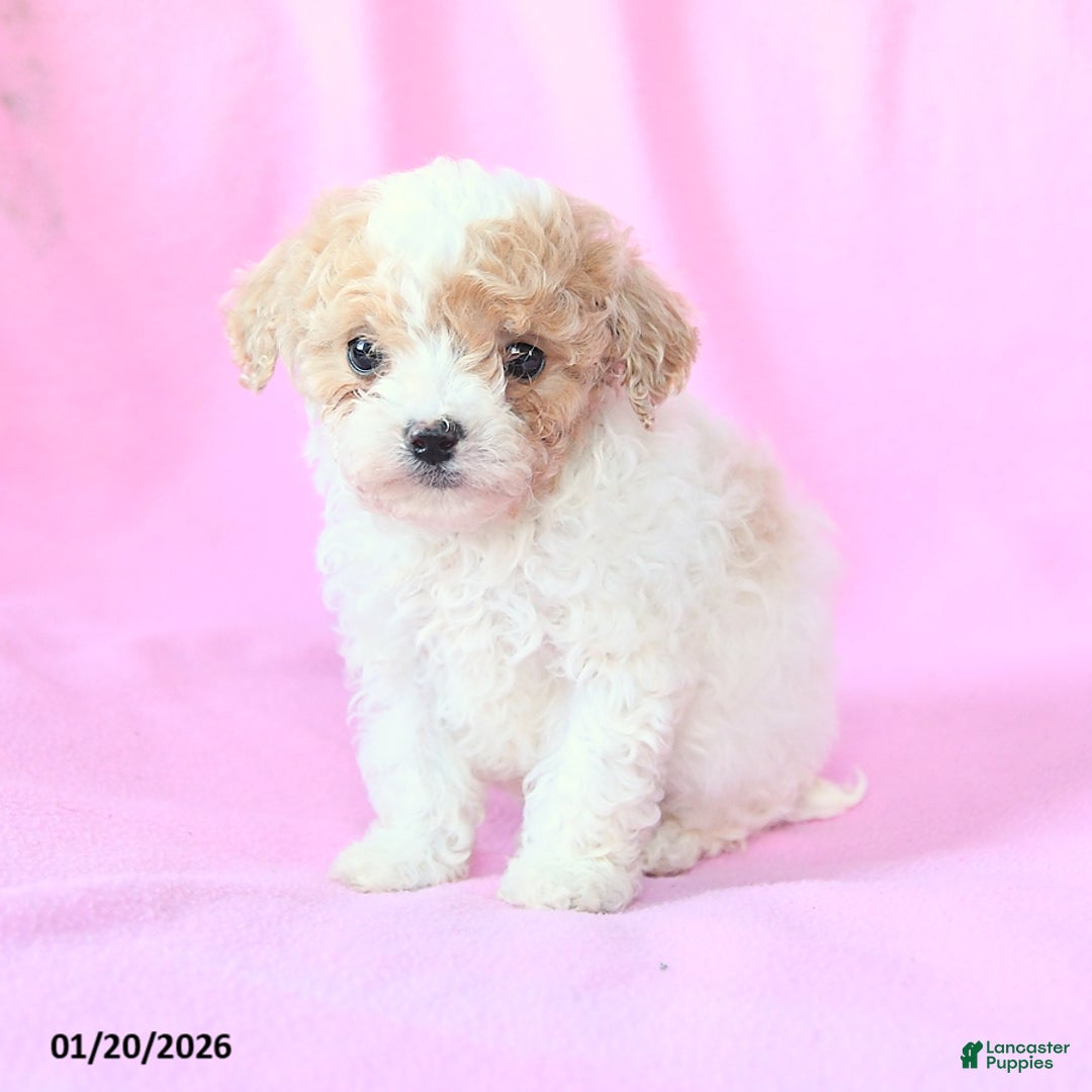 Toy Poodle dogs for sale: Owen - Ad 4