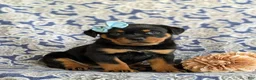 Rottweiler dogs for sale: Dayna - Ad 3