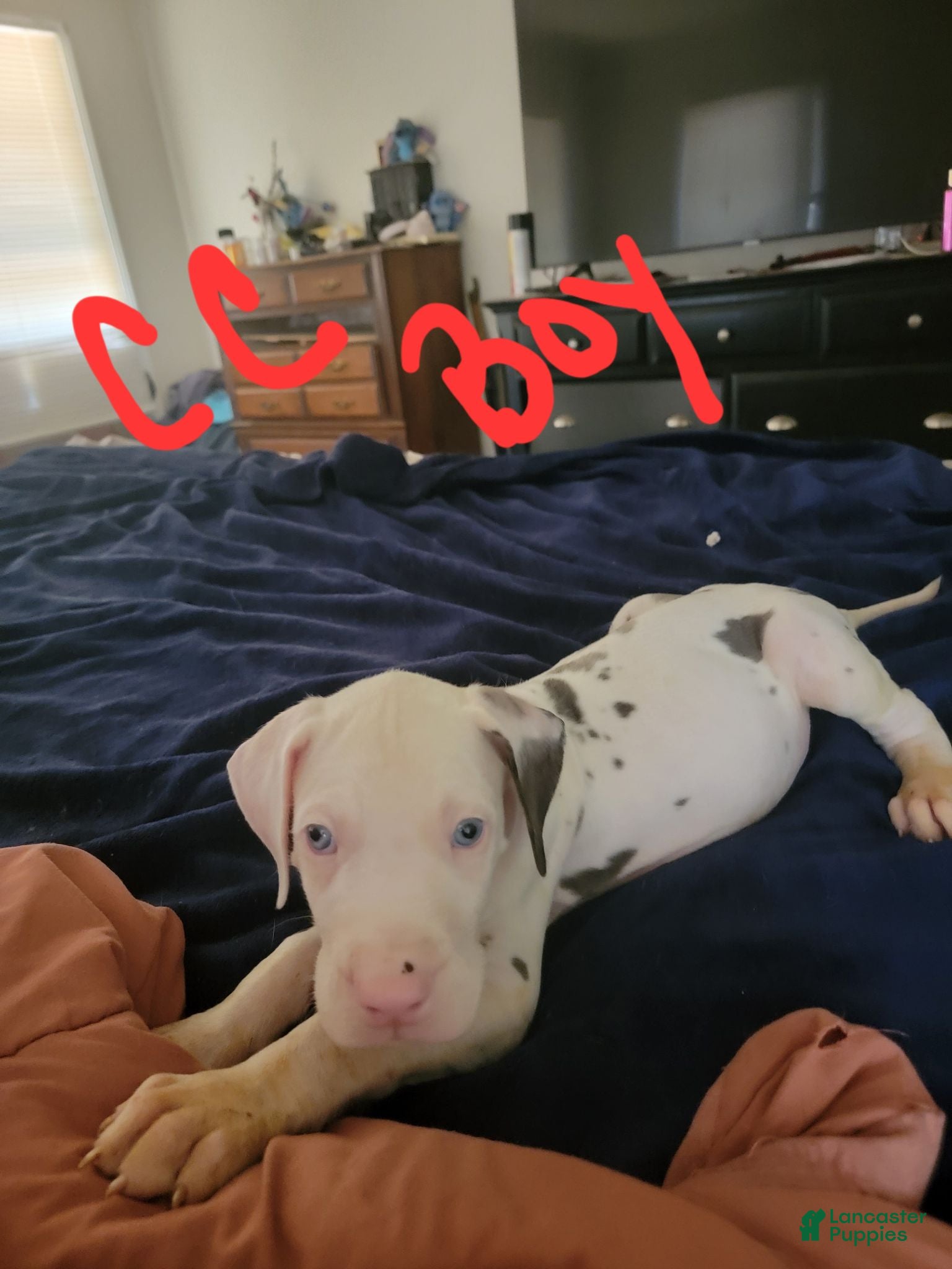 Great Dane dogs Great Dane 3 - Ad 13