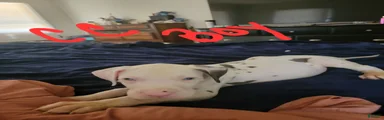 Great Dane 3